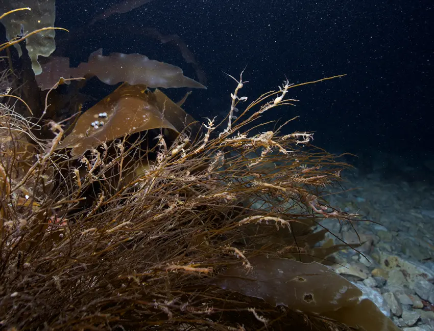 ab-321_2010-gj-macbook587 Ghost shrimp on kelp on the ocean floor.