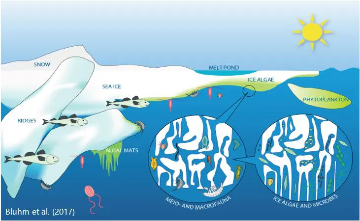 Bluhmetal Illustration: Bluhm et al. (2007)
