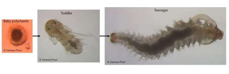 BristleWorm_Blog (1) Stages of polychaete development within sea ice; species unknown.