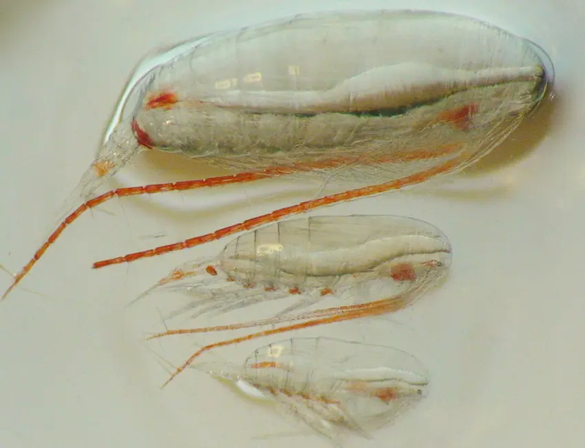 Calanus_JESoreide copepods