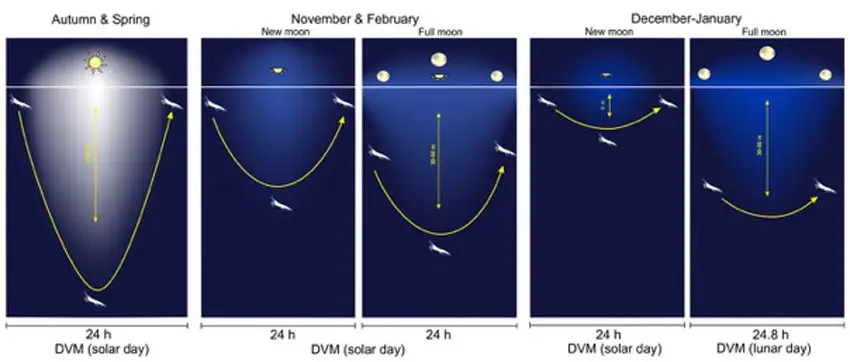 Daily migration of zooplankton in the Arctic