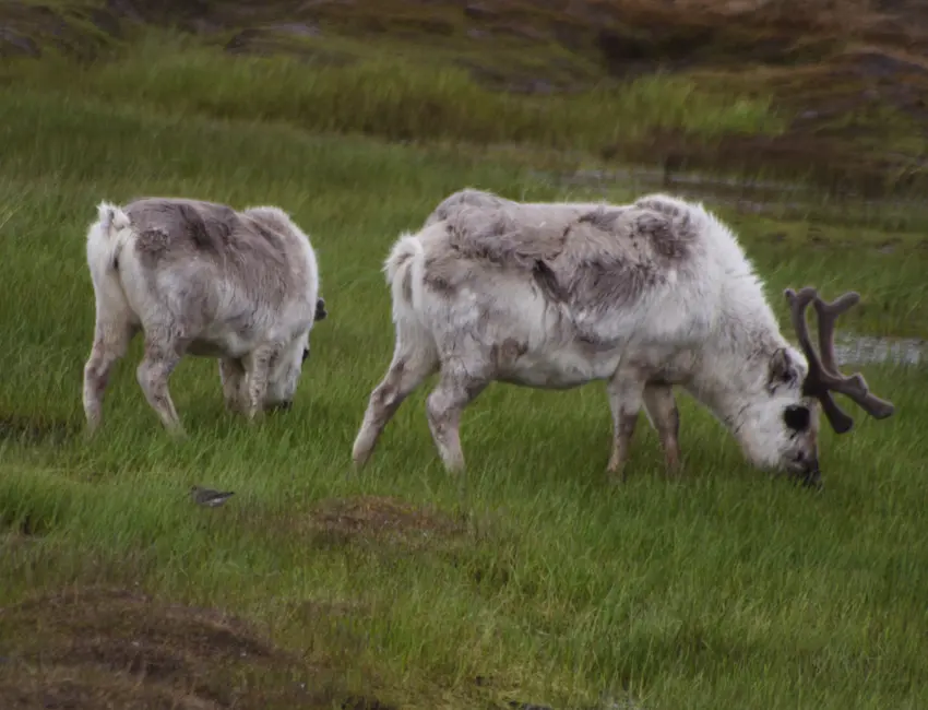 Svalbard reindeer