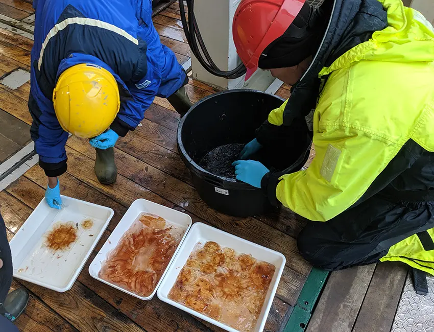 Sorting out a zooplankton catch Sorting out a zooplankton catch on a boat deck
