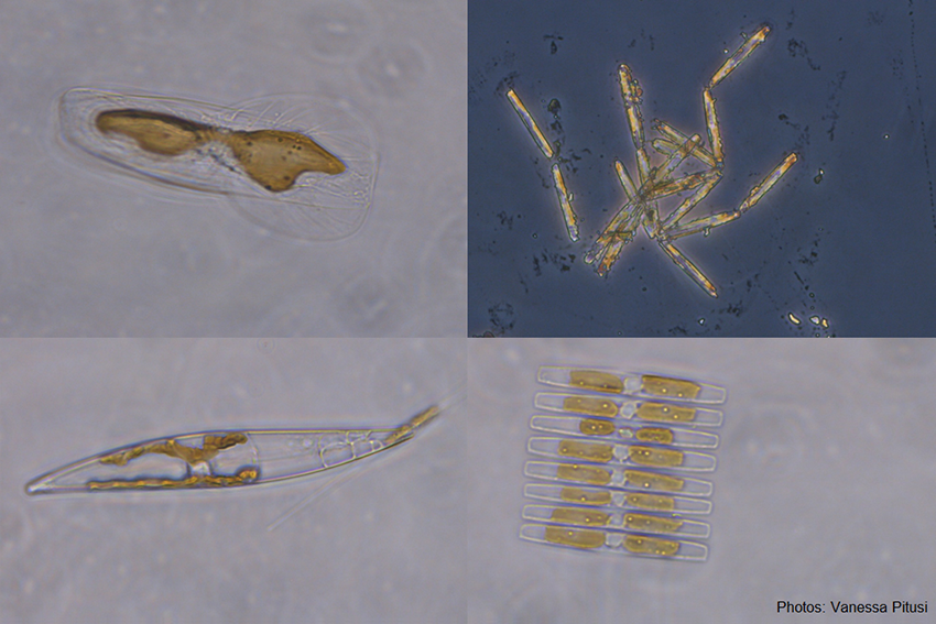 IceAlgae_VP Examples of diatoms - the most important algae found in sea ice.