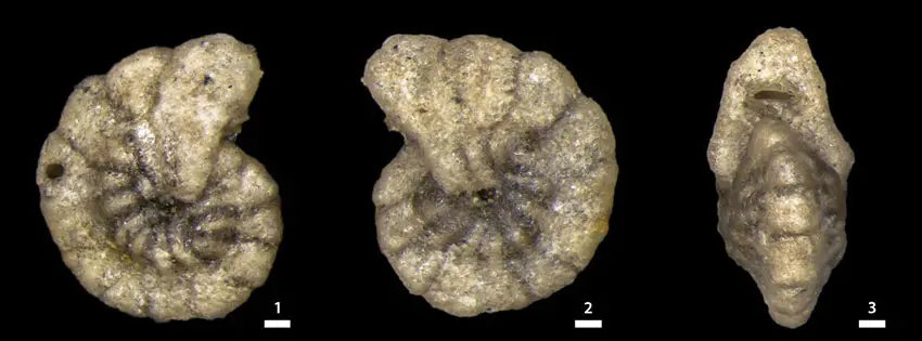 L. lenticulata_850px_Hjalmarsdottir Labrospira lenticulata