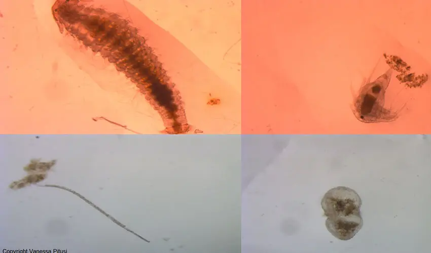Meiofauna