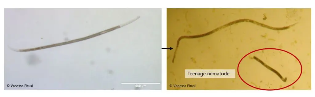Nematode_Blog (1) Figure 3. Nematodes from Arctic fjord ice samples.