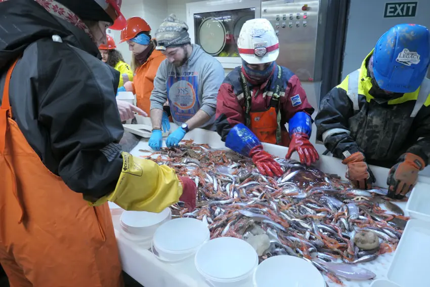 Processing a benthic trawl catch onboard RV Kronprins Haakon Processing a benthic trawl catch onboard RV Kronprins Haakon
