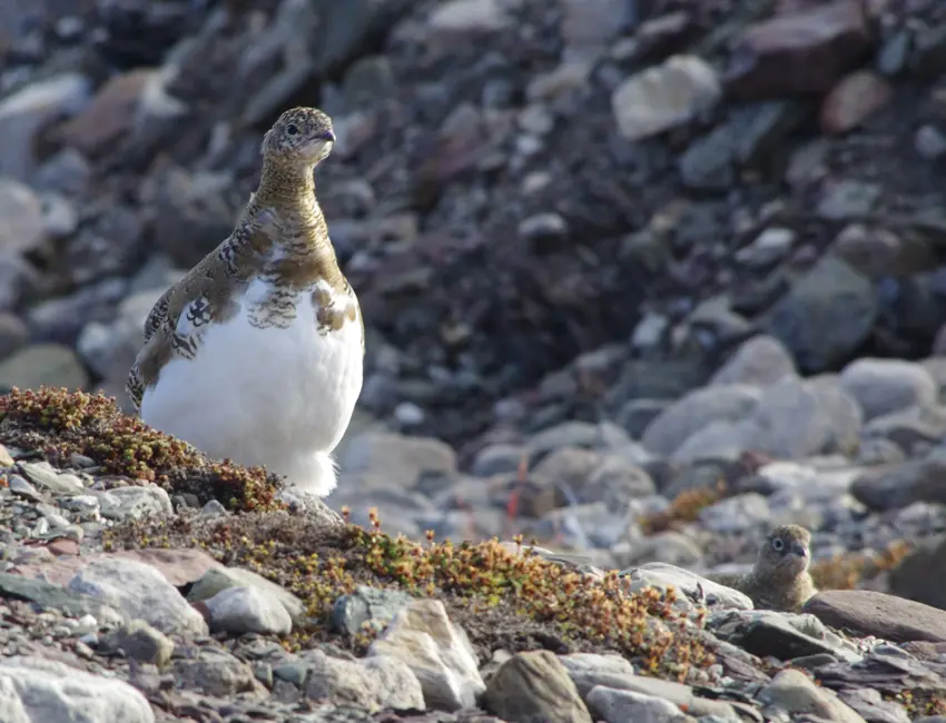 Svalbard rock ptarmigan
