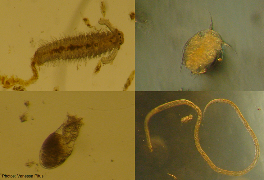 SymMeio_VP Examples of tiny animals found in sea ice