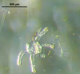 Sympagohydra-tuuli-found-in-Svalbard-April-2015
