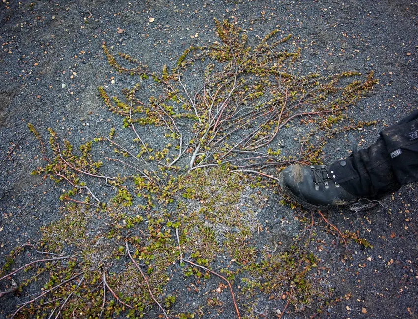 dwarf-birch Dwarf birch in Svalbard