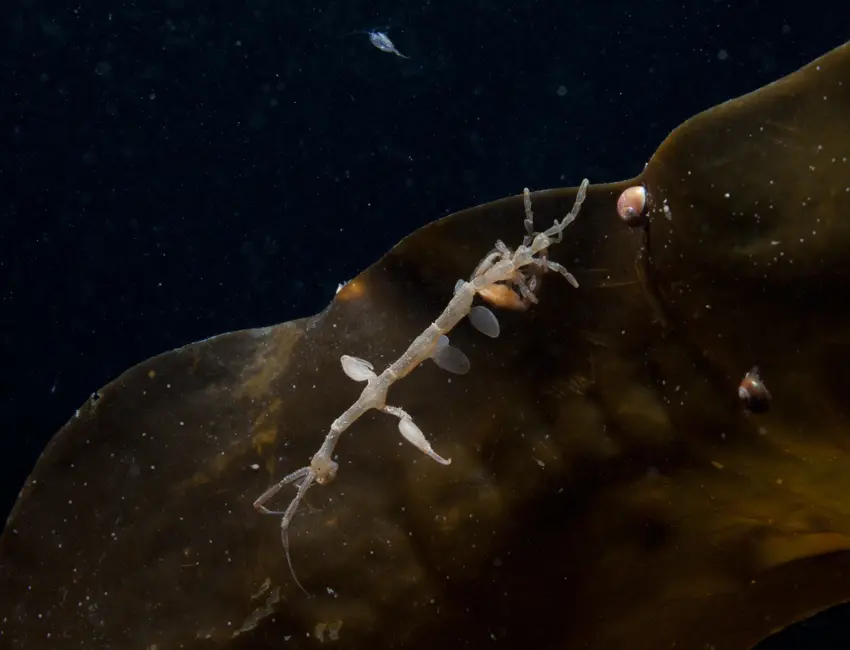 caprella_g,johnsen Ghost shrimp