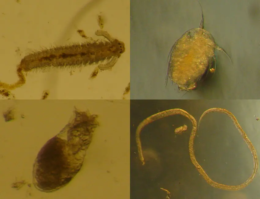 Tiny animals found in sea ice Examples of the tiny animals found within sea ice – bristle worm larvae (top left), wheel animals (bottom left), copepod nauplii (top right), and a roundworm (bottom right). Photos: © Vanessa Pitusi.