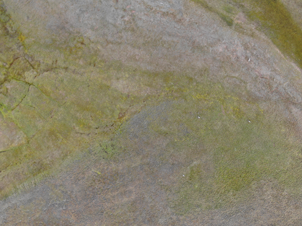 drone Drone image of tundra with reindeer in Svalbard