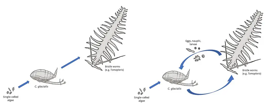 energy-migration-collage_S.Flo From studies such as those on C. finmarchicus and C. glacialis, we now see that research no longer supports a simple model (on the left). Instead of a linear migration from small to large, nutrition and energy also move from large to small (on the right). For example, in that the early life stages of larger animals (here represented by the bristle worm Tomopteris) are eaten by C. glacialis. Figure: Snorre Flo/UNIS.
