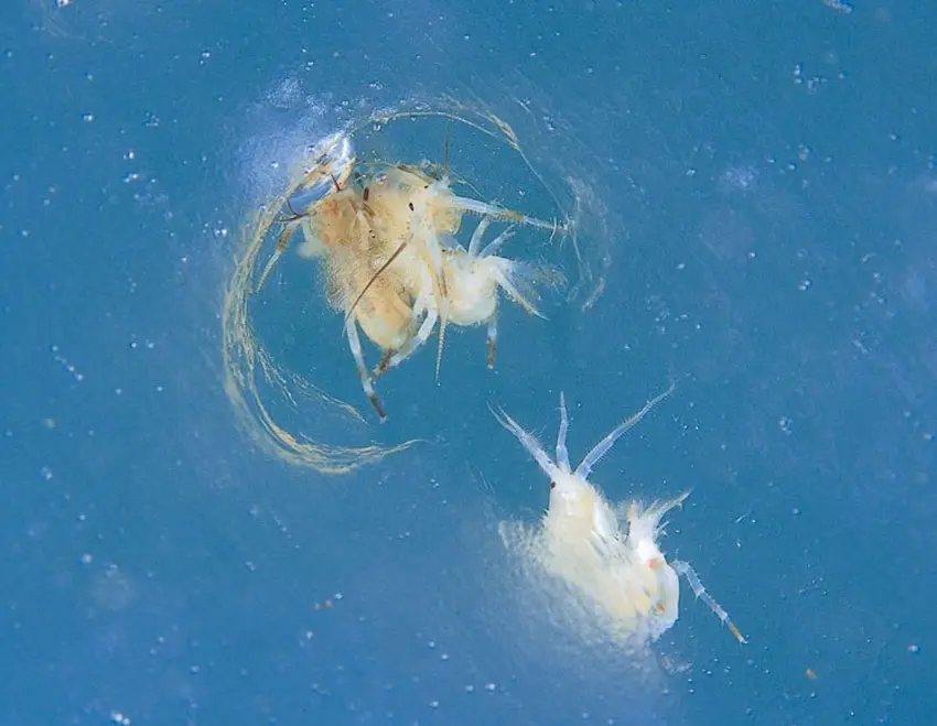 gammarus_wilkitzkii_B.Gulliksen An mphipods species called Gammarus wilkitzkii
