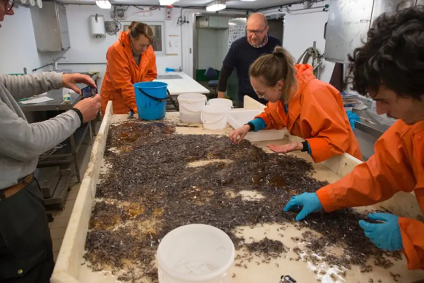Trawl catch