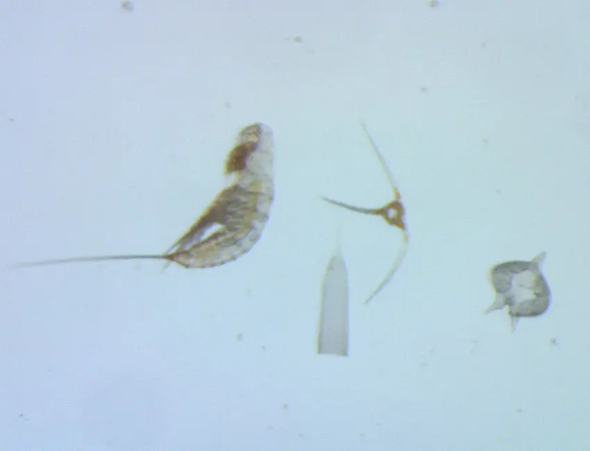 protists_copepods_850x650 Especially small animals can be difficult to work with in the traditional way. Together with large single-celled protists, we find one of the smallest, but most numerous copepods in the southern Barents Sea - Microsetella norvegica (to the left). Protists are a common term used for single-celled "eukaryotic" organisms, which - in contrast to prokaryotes - have a nucleus and organelles (e.g. mitochondria or chloroplasts). Photo: Snorre Flo/UNIS.
