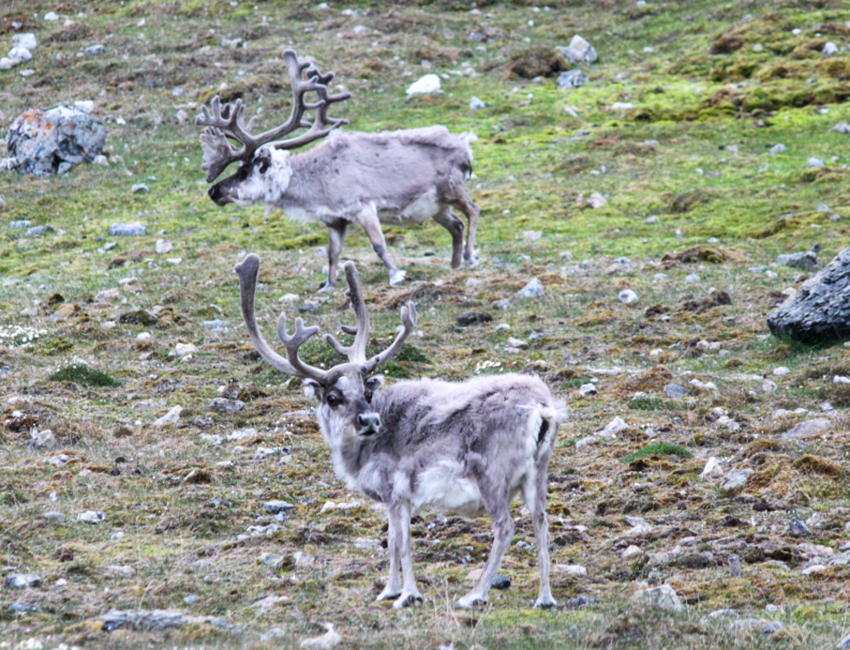 Svalbard reindeer Svalbard reindeer in Sassendalen on Spitsbergen, Svalbard