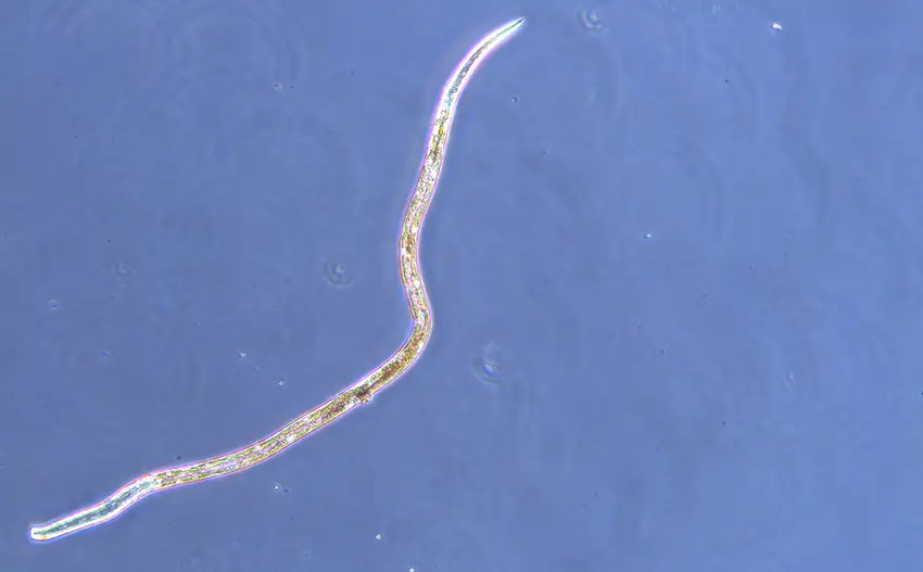 roundworm_V.Pitusi A roundworm found in sea ice