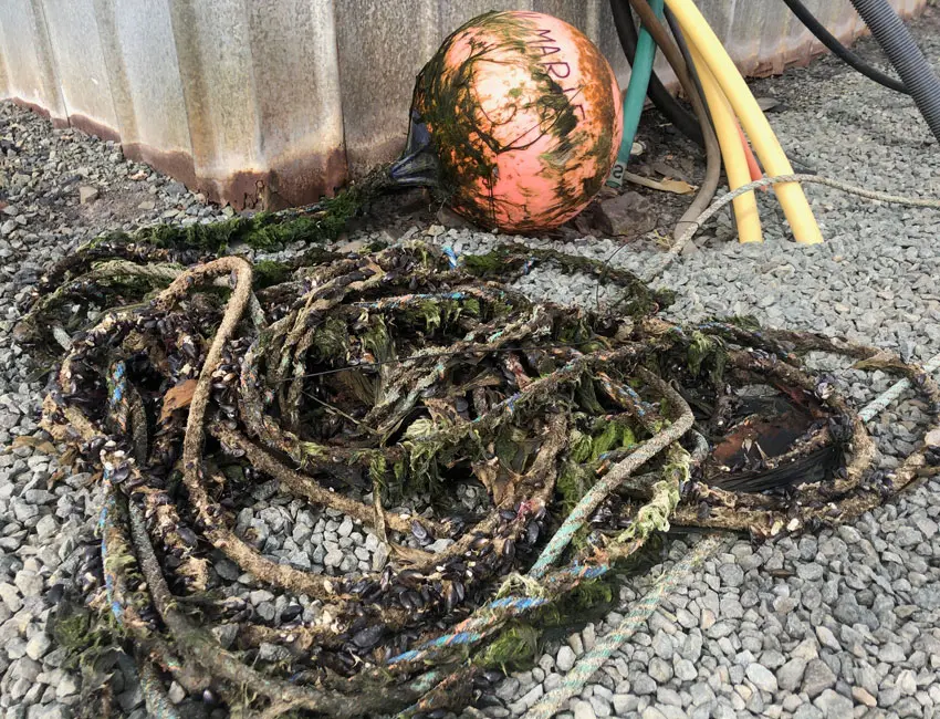 tau_R.Krapp The buoy recovered outside Revneset in Svalbard. Hundreds of small blue mussels were attached to the rope under the buoy. Photo: Rupert Krapp.