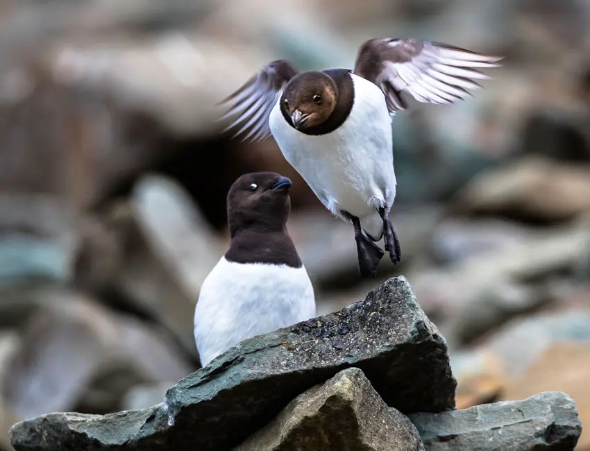 Two Little auks in Svalbard. Photo: Børge Damsgård/UNIS.