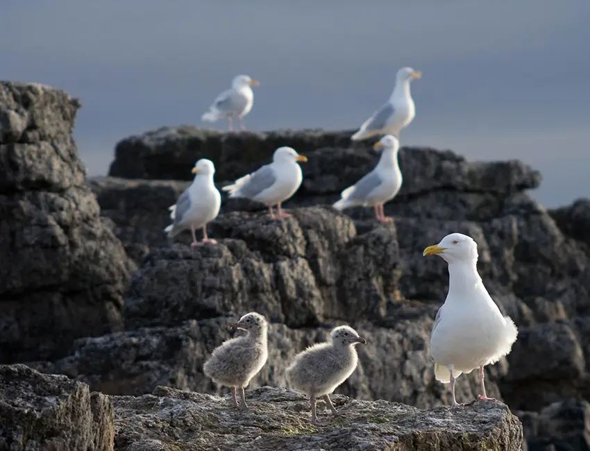 Glaucous gull (Larus Hyperboreus). Photo: Øystein Varpe/UNIS