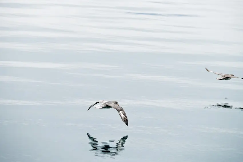 In between the students lecturers, guests on board MS Bard had a chance to enjoy the beautiful birdlife in Billefjorden. Photo: Maria Philippa Rossi