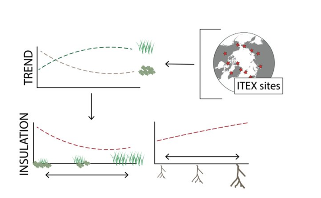 Figure 7. Prediction of future biotic insulation in the Arctic based on observations through the ITEX network and trait databases. 